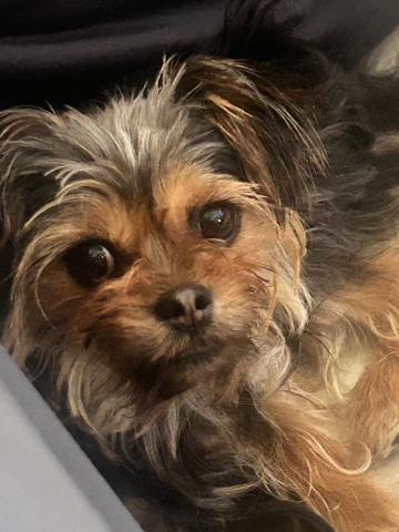 Yorkshire Terrier – Yorkshire