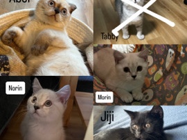 British Shorthair – BKH Kitten – Florstadt