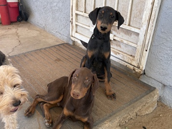 Doberman puppy’s 