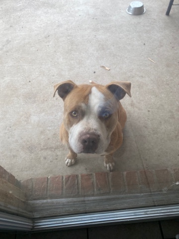 American Bulldog – Red nose Pit bull Zeus wants a loving family