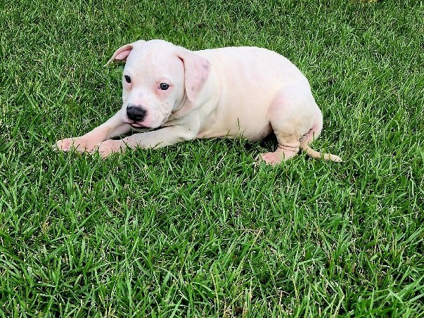 American Pit Bull Terrier – American Bully (White Boi) – Fayetteville