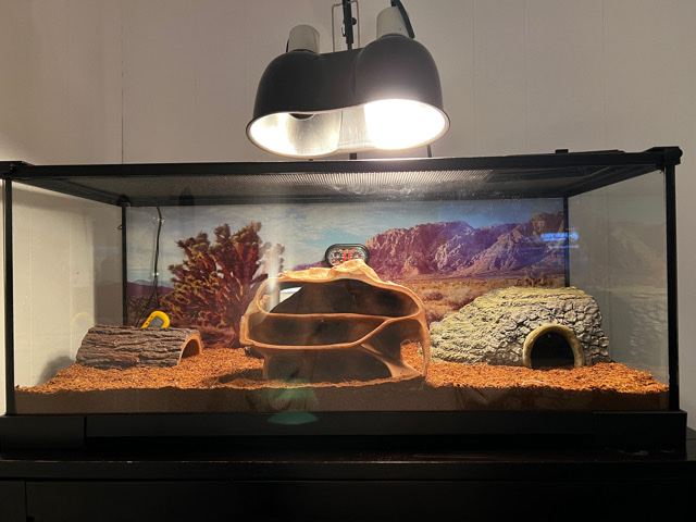 Any – Leopard Gecko and Enclosure