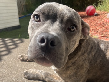 American Pit Bull Terrier – Rocky needs a home – San Francisco