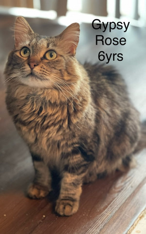Rehoming due to emergency