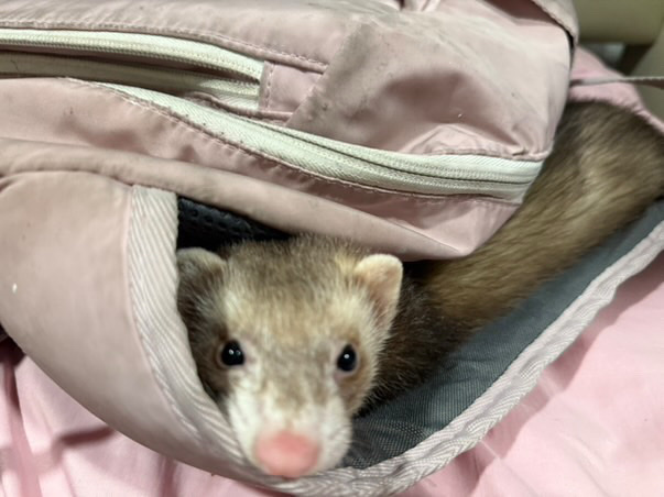 Others - ferret available for adoption in Washington