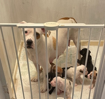 American bull puppies