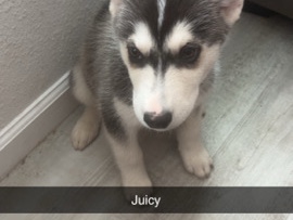 Siberian Husky – husky puppies – Jacksonville
