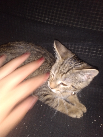 Sheva