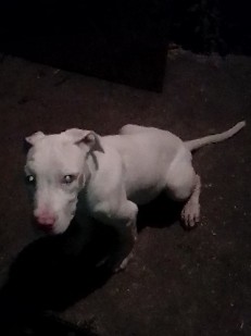 American Staffordshire Terrier – Albino Pitt Pup