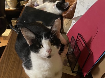 American Shorthair – Kittens or Mother cat – Warner Robins