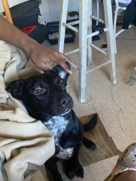 Labrador Retriever – hey guys I have dog named Nyla she a good dog she just need a good place for her to run and play