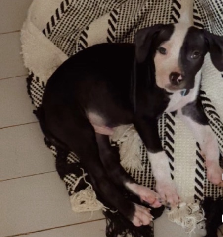 Staffordshire Bull Terrier – rehome puppy