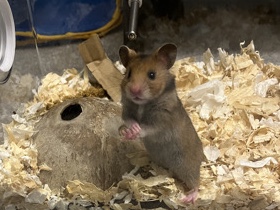 Free Syrian Hamster(s)