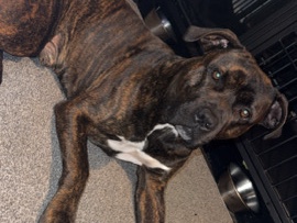 Cane Corso – Luca 💙 cane corsa cross staffyshire bull terrier – Worksop