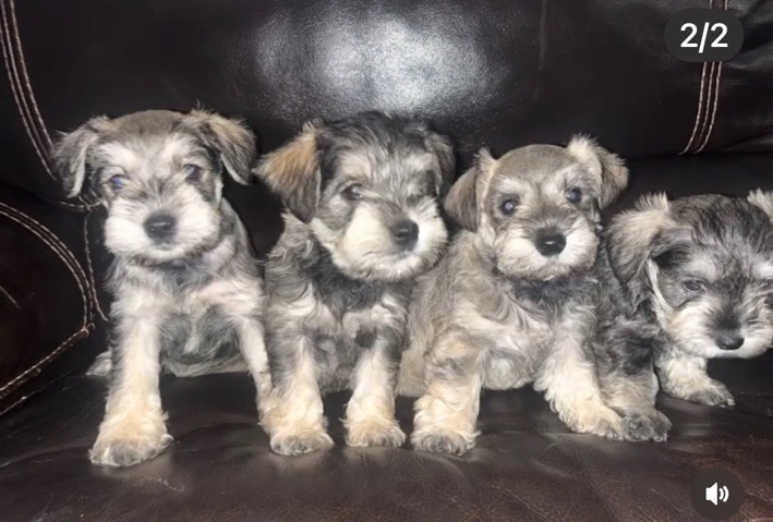 Miniature Schnauzer – schnauzer