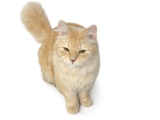 Persian (Modern) – Rehome our beloved cat Angelo – Abu Dhabi