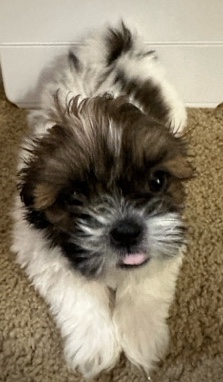 Shih Tzu – 2 Shih TZU GIRLS Puppies LEFT Ready for NEW HOME