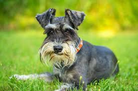 Scottish Terrier – west highland terrier