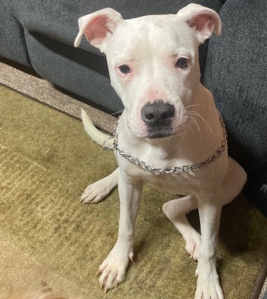 American Pit Bull Terrier – rehoming