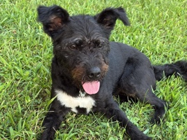 Pearl – Boone