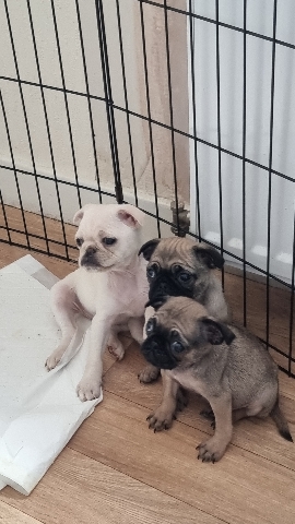Pug – pup puppies