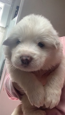 Great Pyrenees – Great Pyrenees puppies