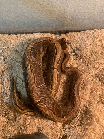 Any – Snake/Ball Python for sale