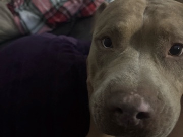Mixed Breed – rehome dog – Reynoldsburg