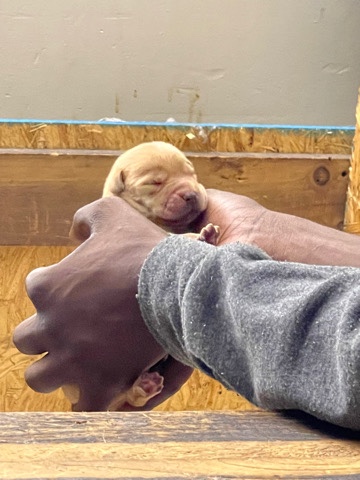 Labrador Retriever – Labrador Retriever Puppies