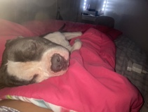 American Pit Bull Terrier – Rehoming my energetic dog. – Lecanto