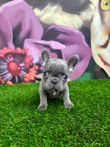 French Bulldog – María