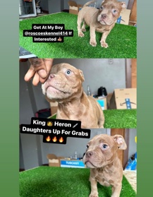 American Bulldog – exotic micro bully female
