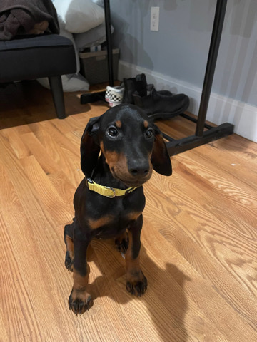 Doberman Pinscher – 9 week old Doberman puppy!