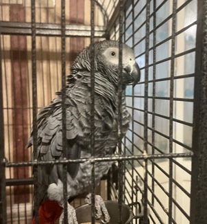 African grey for sale in Texas, 