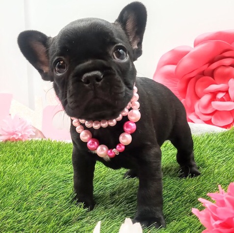 French Bulldog – male and female French Bulldog puppies available