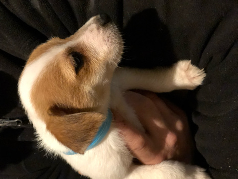 jack russle terriers