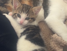 🐱 8-Week-Old Male Kitten Looking for a Loving Home 🏡 – Manchester