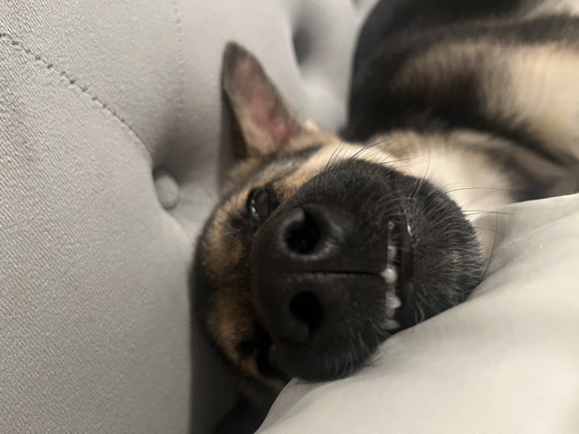 German Shepherd – Puppy German Shepherd