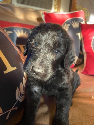 AKC Goldendoodle puppies