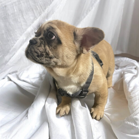 French Bulldog – french bulldog/ Pekingese mix