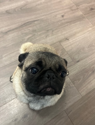 Pug – Fiona is looking for her forever home