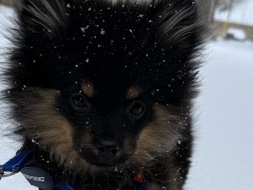 Pomeranian – Pomeranian – El Paso