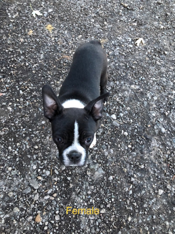 Boston Terrier – Boston terrier