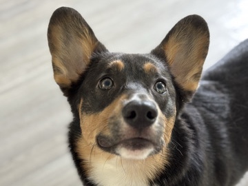 Pembroke Welsh Corgi – Denver 🤍 – Princeton