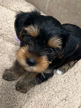Yorkshire Terrier – Yorkie Puppy