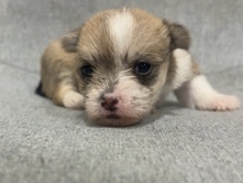 Miniature Schnauzer – PUPPY LITTER – Las Vegas