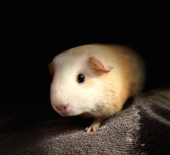 Guinea pig