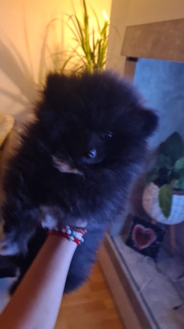 Pomeranian – ich bin lieber klene pomeranien