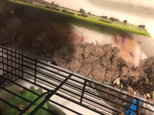 Any – Hamsters