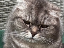 British Shorthair – Lovely cat – Northampton